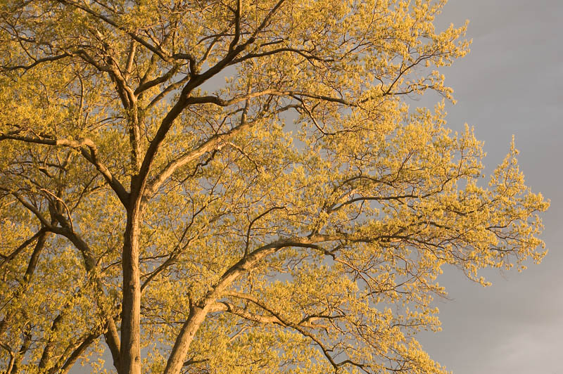 golden tree 4