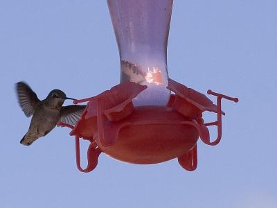 April 3:  Baja Hummer