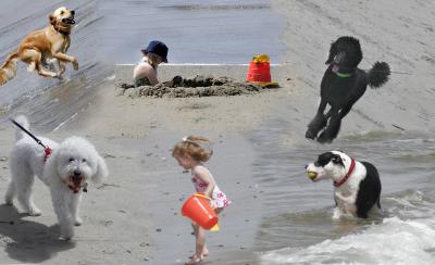 u13/rtwo/medium/41679776.ADayattheBeach.jpg