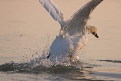 IMG_0263pb.jpg