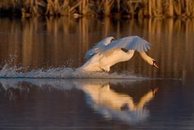 IMG_0400pf.jpg