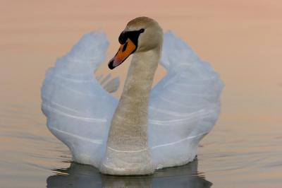 IMG_0424pf.jpg