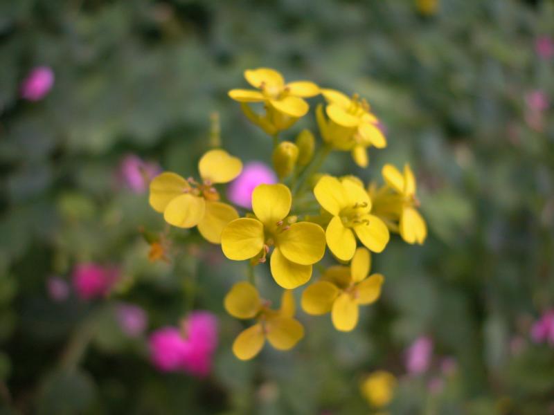 erysimum sintenisianum