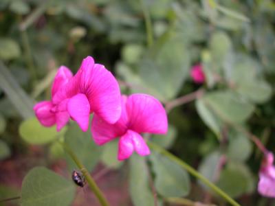 lathyrus tuberosus