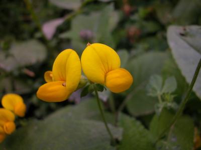 coronilla orientalis
