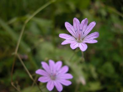 geranium tuberosum