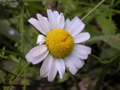 tanacetum partenium