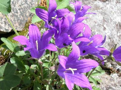 campanula