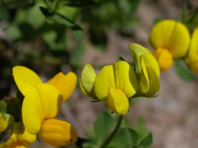 coronilla orientalis var.balansae