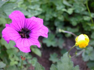 geranium psilostemon