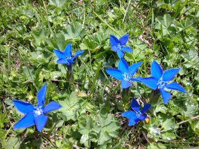 gentiana verna