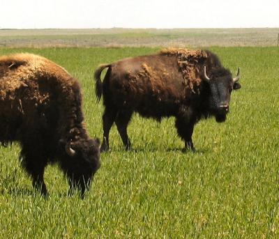 Two bison graze near Buffalo Lake Wildlife Preserve near Umbarger, Texas.