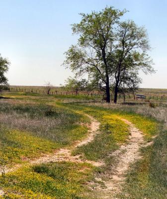 And old road filled in by yellow bladderpod wildflowers.