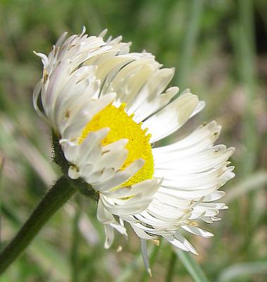 Spiney Aster (Wildflower)