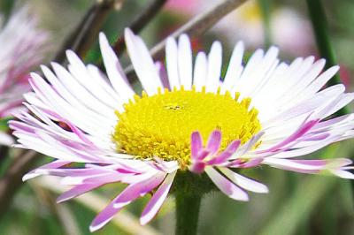 Fleabane Daisy (Wildflower)