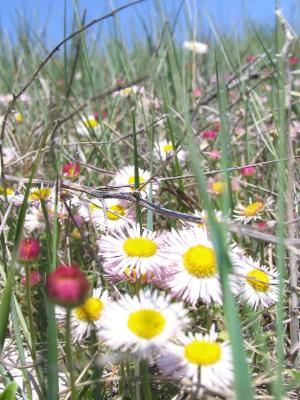 u13/sadie04/medium/42471565.fieldofdaisies.jpg