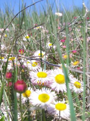 Field of Daisies