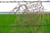 Barbed Wire and Tumbleweed