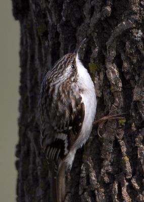 Brown Creeper