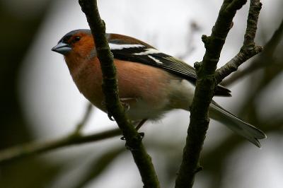 CHAFFINCH