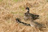 2 Pair - Wood Ducks