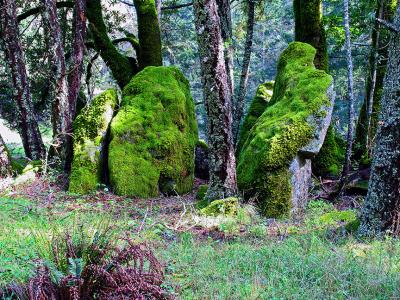 Moss Rocks