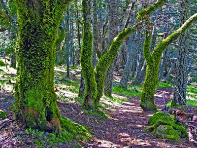 Enchanted Forest