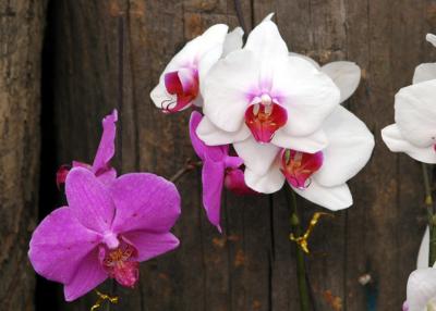 orchid__world