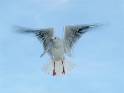 Silver gull (Chroicocephalus Novaehollandiae)