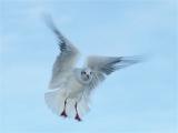 Silver gull (Chroicocephalus Novaehollandiae)