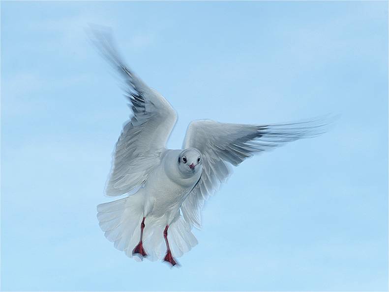 Silver gull (Chroicocephalus Novaehollandiae)