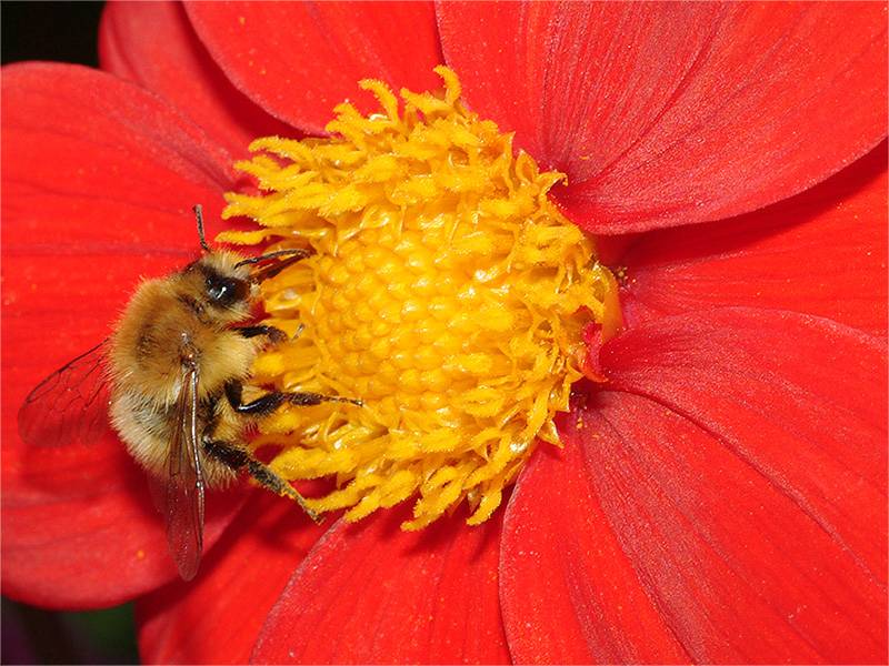 The last bee...