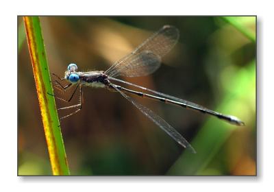 <b>Damselfly</b><br><font size=2>Bedford, NH