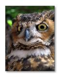<b>Zack the Owl</b><br><font size=2>Animal Kingdom