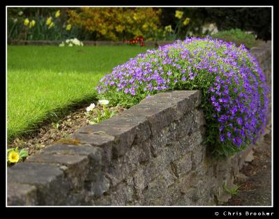 Aubretia