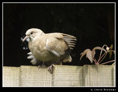 Young Collared Dove