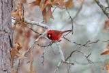 Cardinal_Northern 9623A.jpg