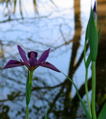 Iris in my woods