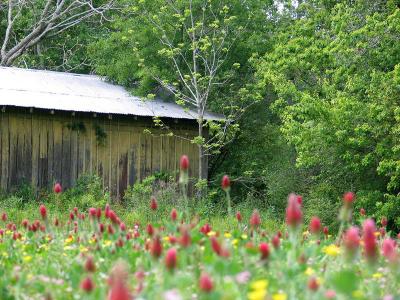 Old Barn and Wildflowers