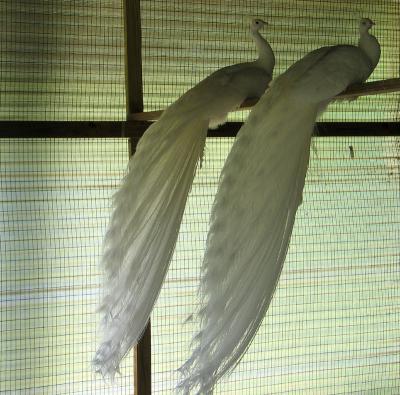 White peacocks