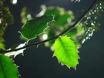 Glowing Green