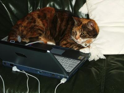 The Cat's Computer