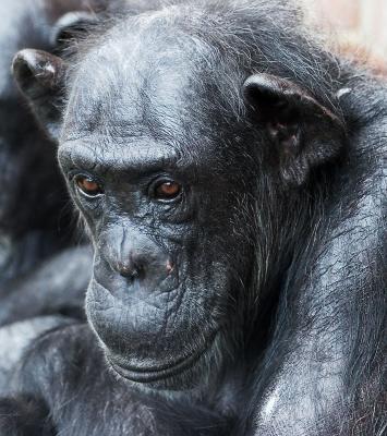Elderly female chimp