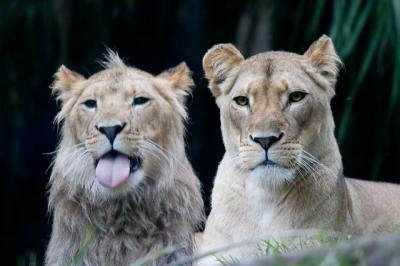 Kutchani with wet cub