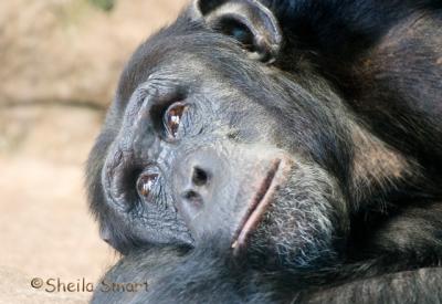 Elderly chimp in deep thought