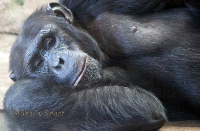 Chimp in deep thought
