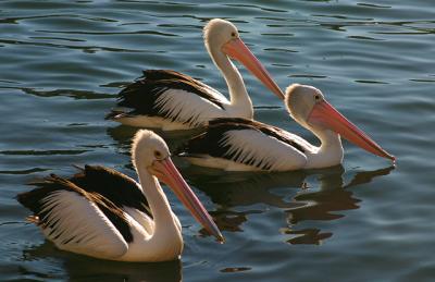 Three pelicans