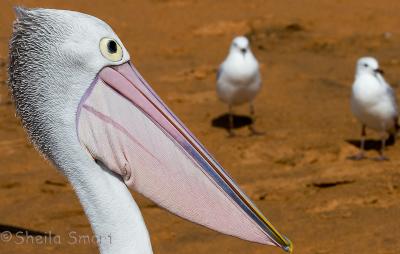 Pelican with two gulls