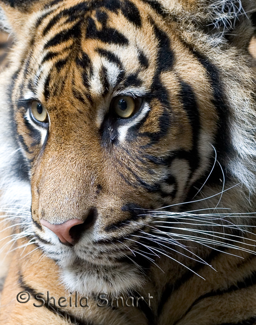 Sumatran tiger