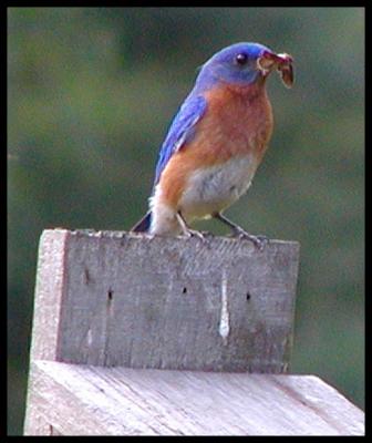 Bluebirds May 2002